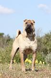 SHAR-PEI 182